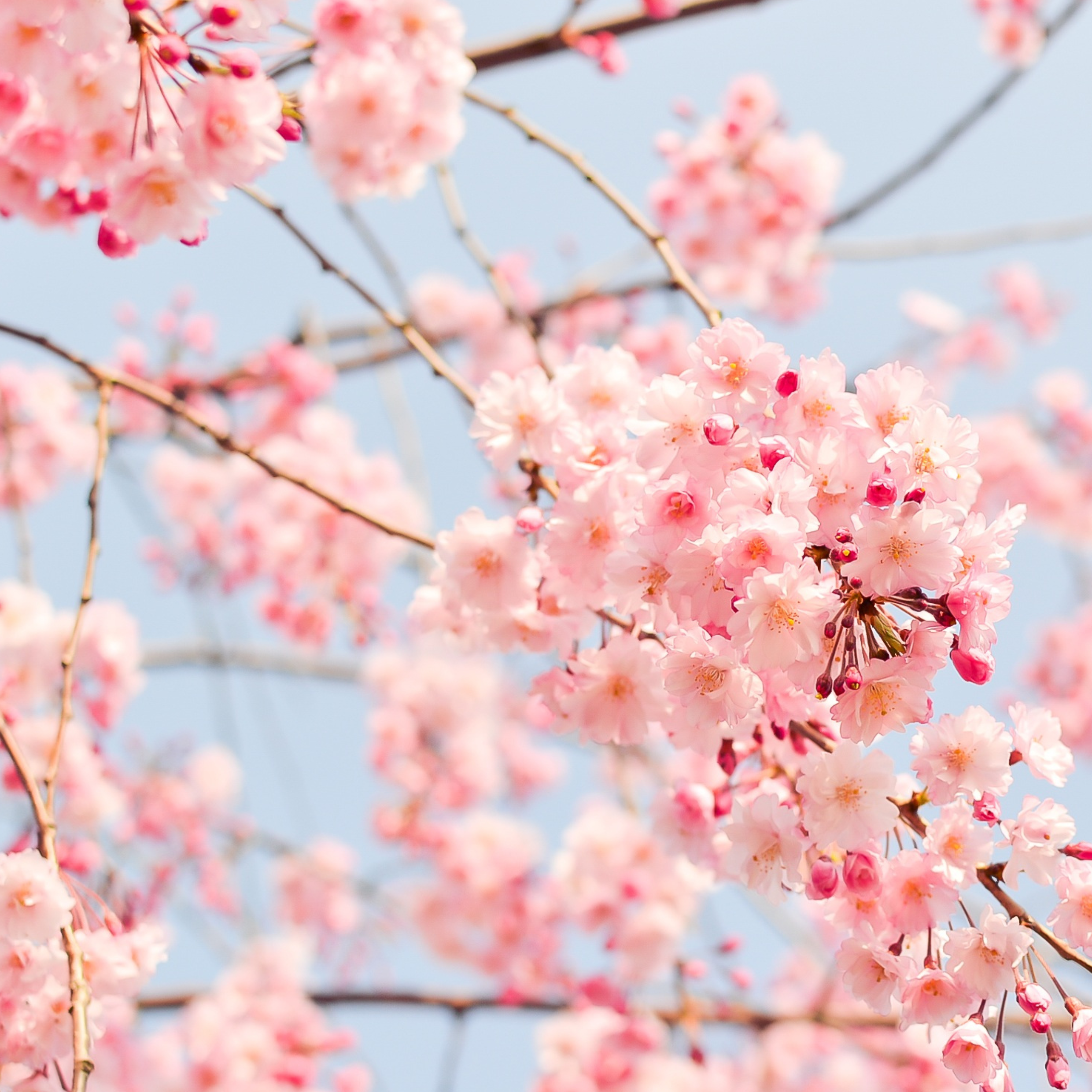 Japan Sakura Serum spos&oacute;b użycia